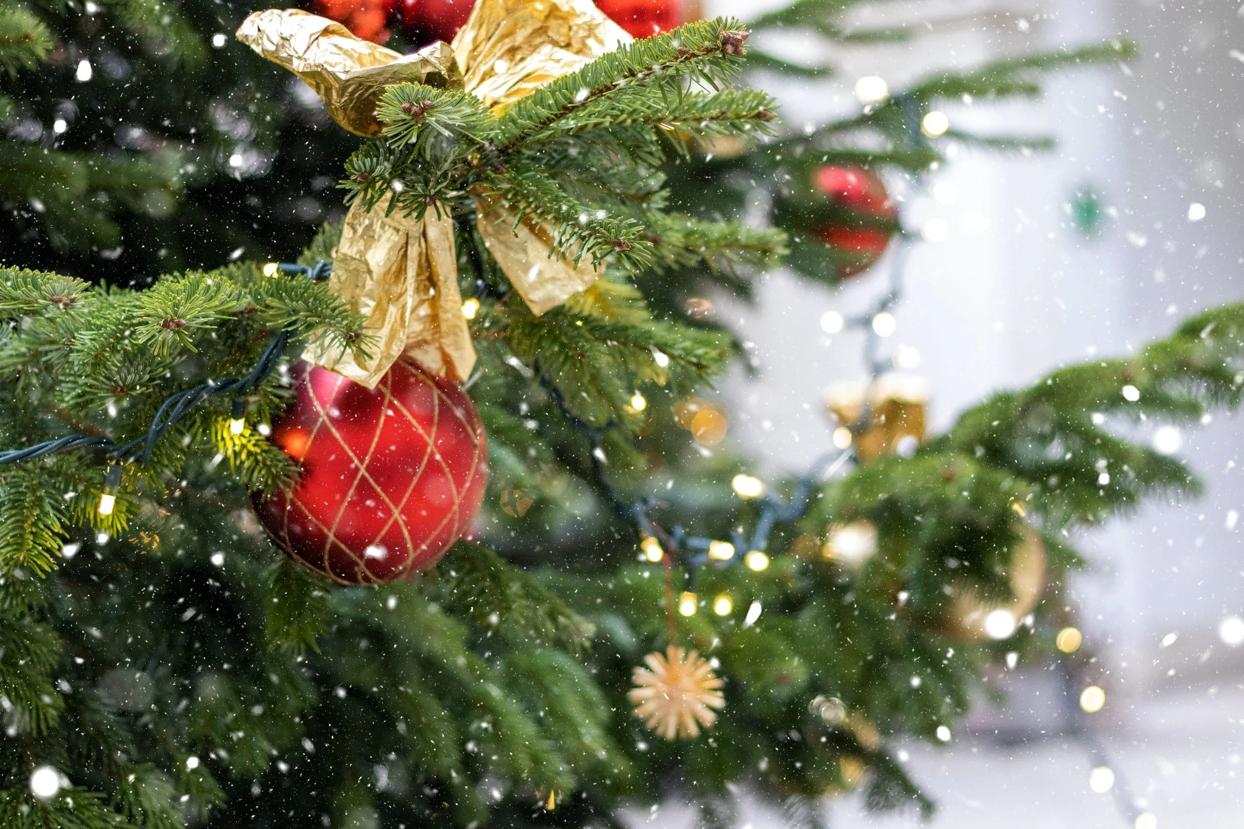 Christmas trees for sale in Historic Anacostia through Christmas Eve