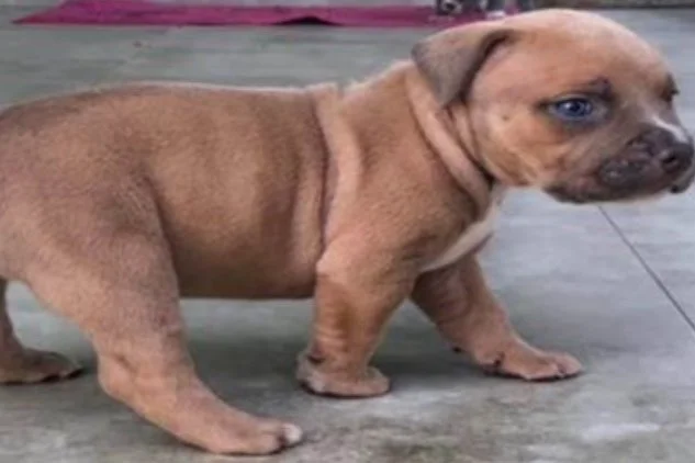 MPD 7D | Suspects Sought in a Burglary One While Armed (Gun) Offense: 100 b/o Irvington Street, SW