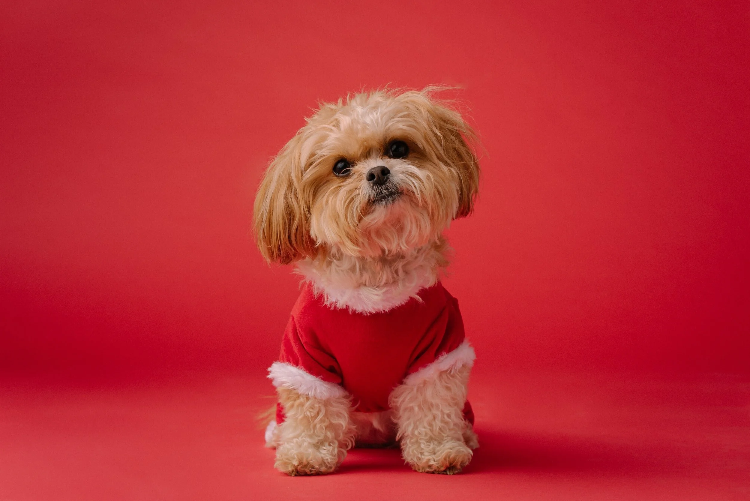 Volunteers Wanted To Foster A Dog Temporarily Over The Holidays