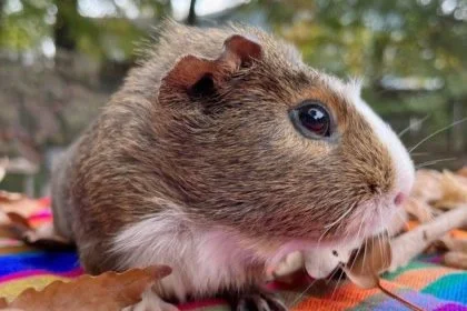 🐾 ADOPT ME! Baradine the Guinea Pig