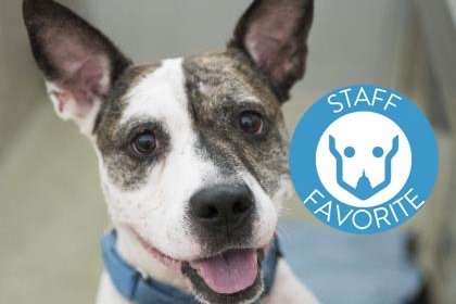 🐾 ADOPT ME! Nessa the Dog, A staff favorite!