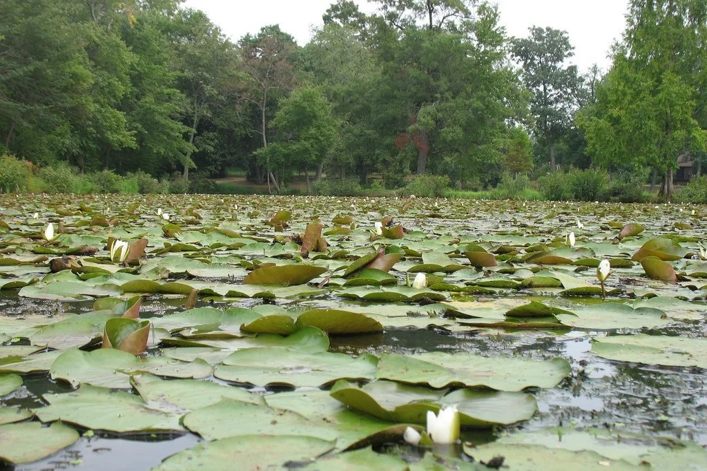 Feb 16 | Kenilworth Park Virtual Listening Session