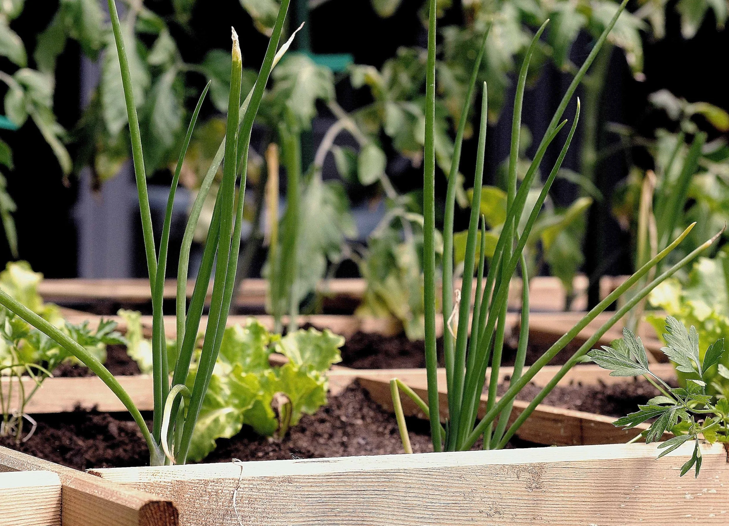 March 11 | Free Urban Gardening Forum at Anacostia High School