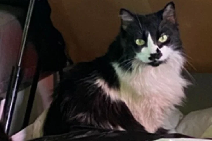 Cat Stolen In  Armed Carjacking (Gun) Offense: 700 Block of 7th Street, SE