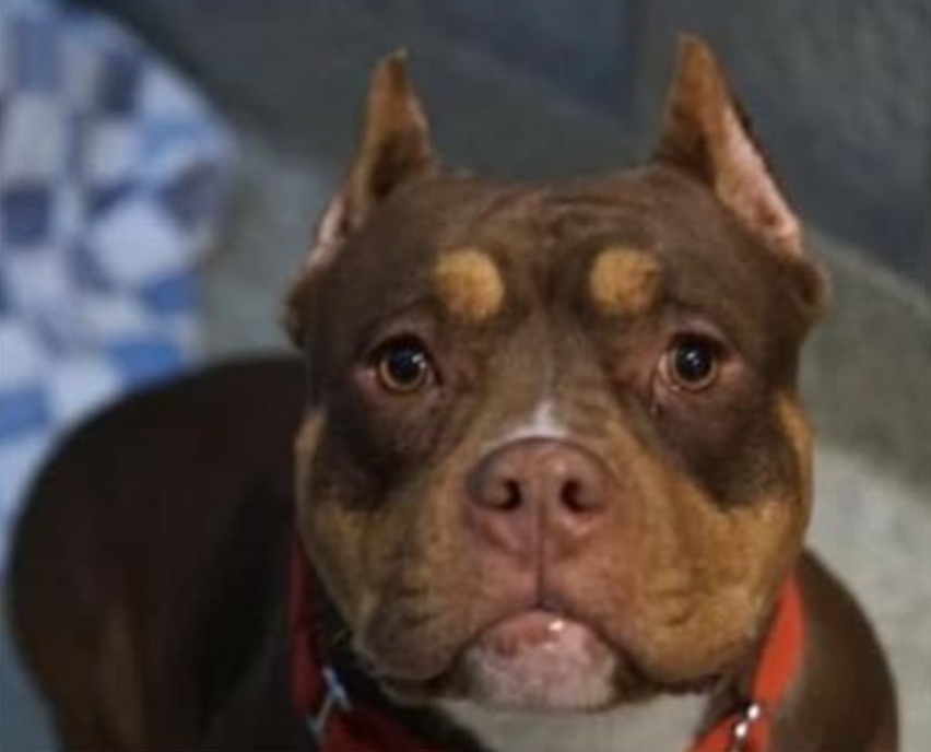 LOST DOG | Natalie, 4 year old pit-bull mix