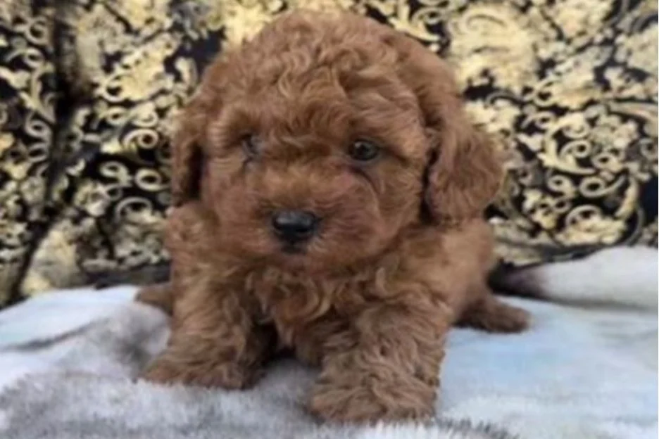 MPD 7D | Information Sought in Armed Robbery (Gun) / Stolen Dog Offense: 3300 b/o 14th Pl, SE