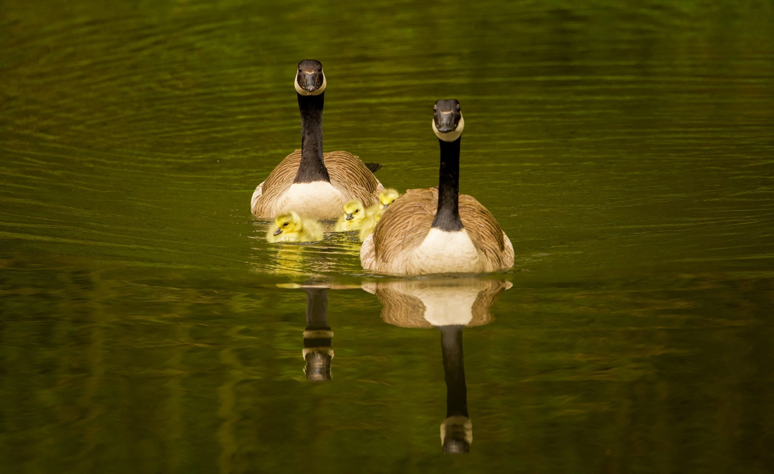 Mayor Bowser Invites Residents to Celebrate Progress Toward a Swimmable Anacostia River at Splash Event on July 8