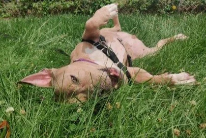 🐾 ADOPT ME - Coconut the dog