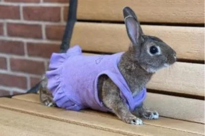 🐰ADOPT ME! Kazoo the bunny