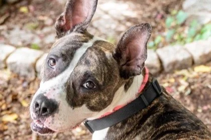 🐾 ADOPT ME | Ziba 