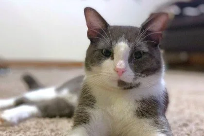 Humane Rescue Alliance Waives Pet Adoption Fees through August 31st!