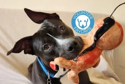 🐾 ADOPT ME | Lola