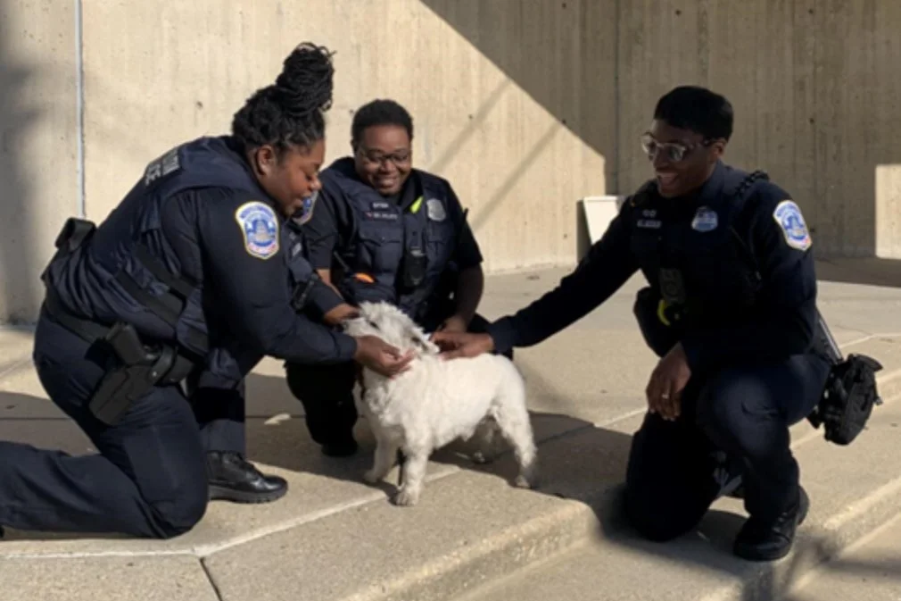 MPD 4D | Owner Reunited with Dog Stolen During Armed Robbery
