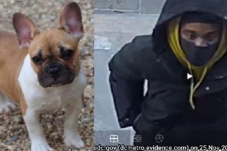   French Bulldog Puppy Stolen in Armed Robbery, Suspect Sought