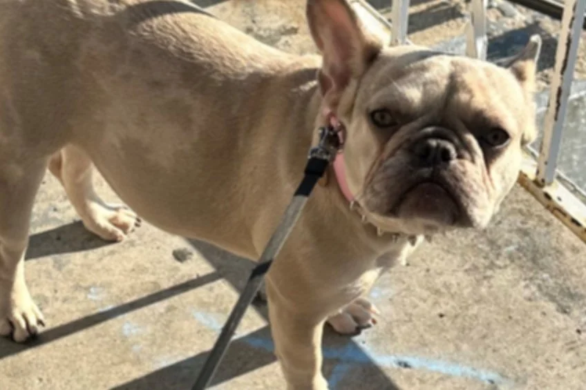 Dog, Mocha, (French Bulldog) Taken in an Armed Robbery