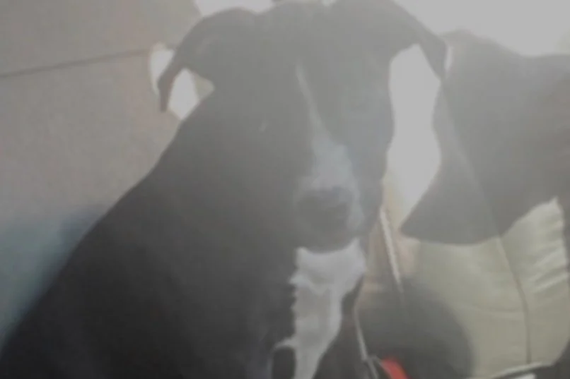 MPD 7D | Pit Bull Taken During Burglary