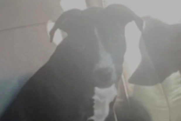    Dog Reunited with Owner After Being Stolen