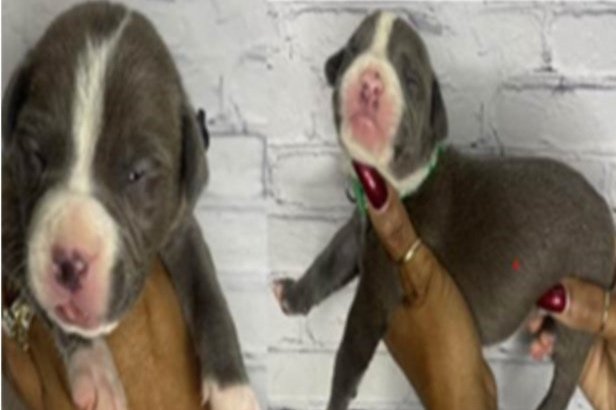 MPD 7D | MPD Seeks Information About Stolen Puppies