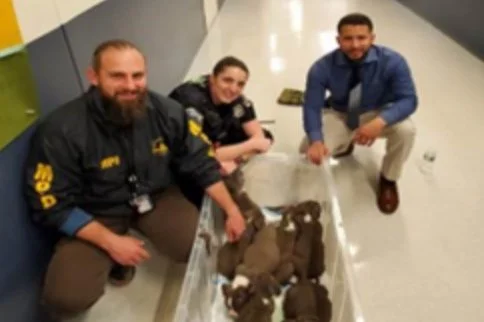 MPD 7D | Seven Stolen Puppies Returned One Puppy Still Sought