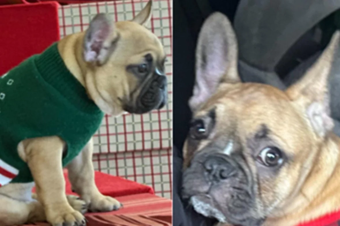 MPD 3D | MPD Searching for Stolen French Bulldog Puppy, Information Needed