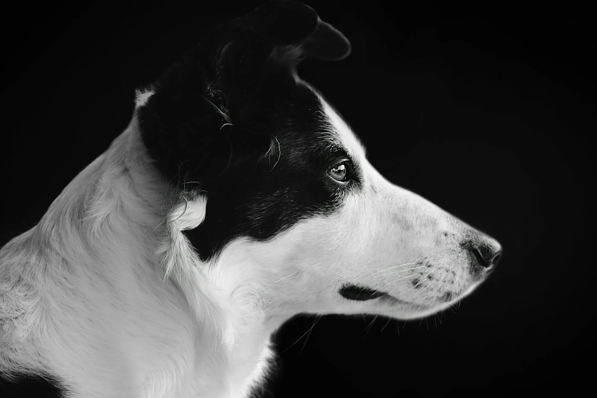 Feb 4 | Humane Rescue Alliance hosts Dog Adoption Event in Anacostia