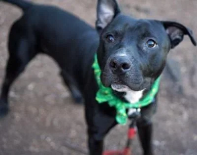 March 3 | Ward 8 Dog Adoption Event