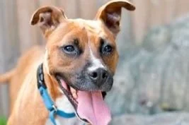 April 7 | Ward 8 Dog Adoption Event