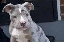 MPD Searching for Dog Taken in Northwest Burglary