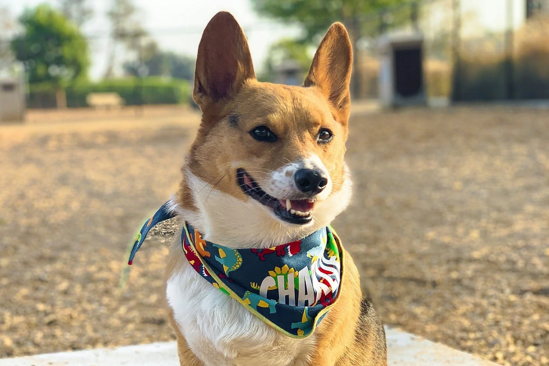May 10 | Grand Opening of Texas Avenue Dog Park in Ward 7