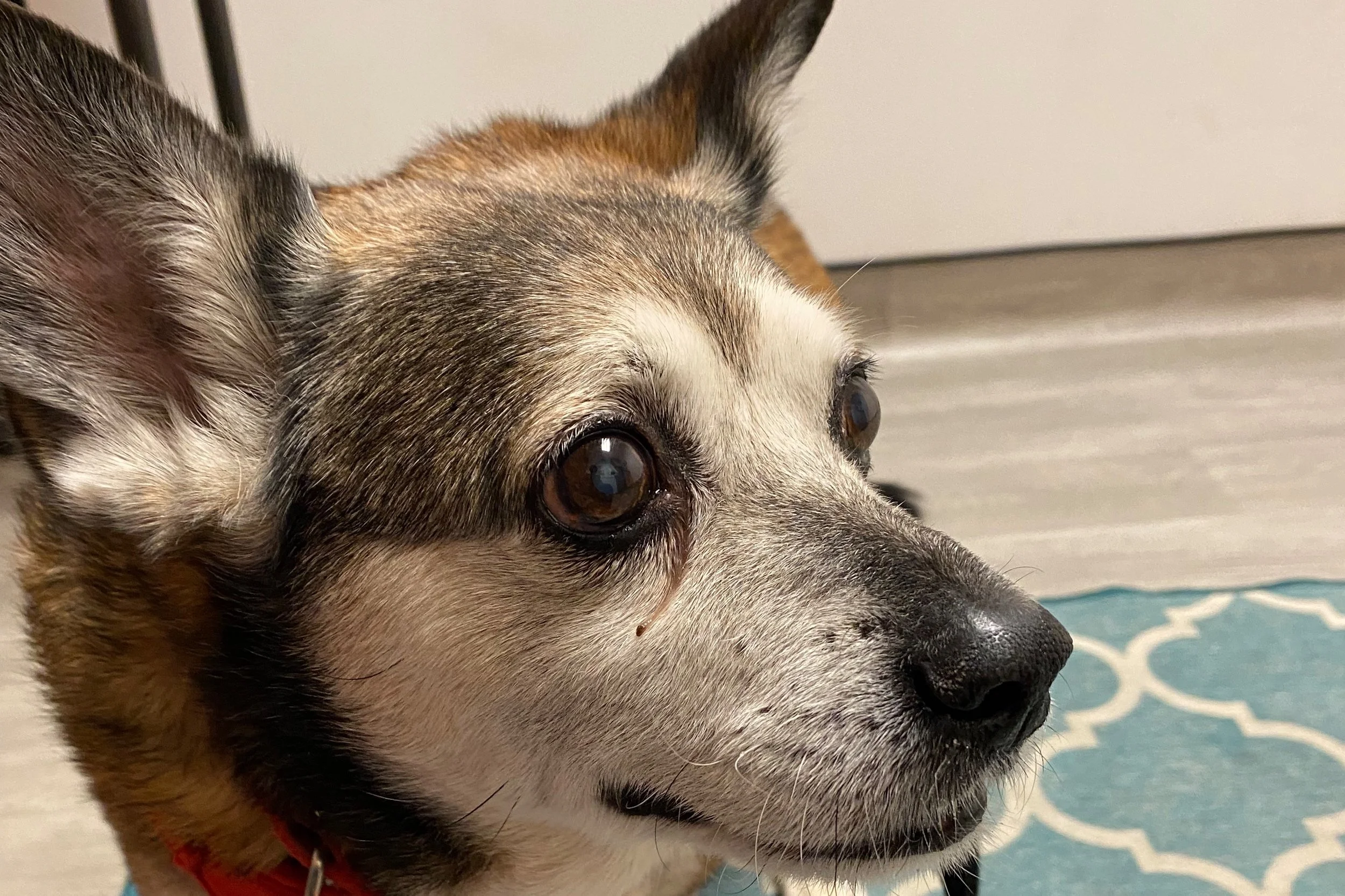 Teddy, I still love and miss you