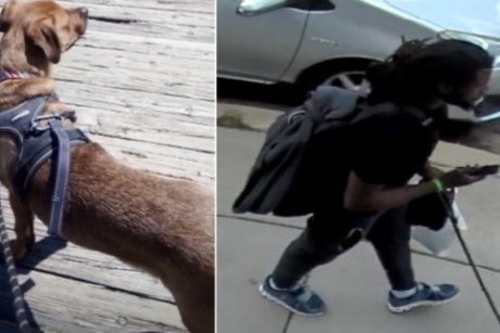 MPD Searching for Dog Taken in a Northeast Theft