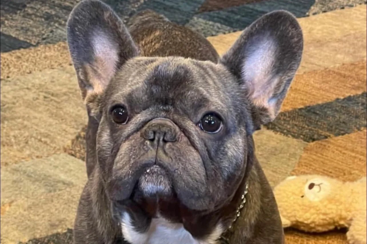 Yurman,  French Bulldog Stolen at Gunpoint in Ward 7
