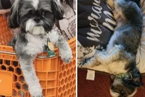 STOLEN DOG | Theo, Shih Tzu from Auto in Southeast