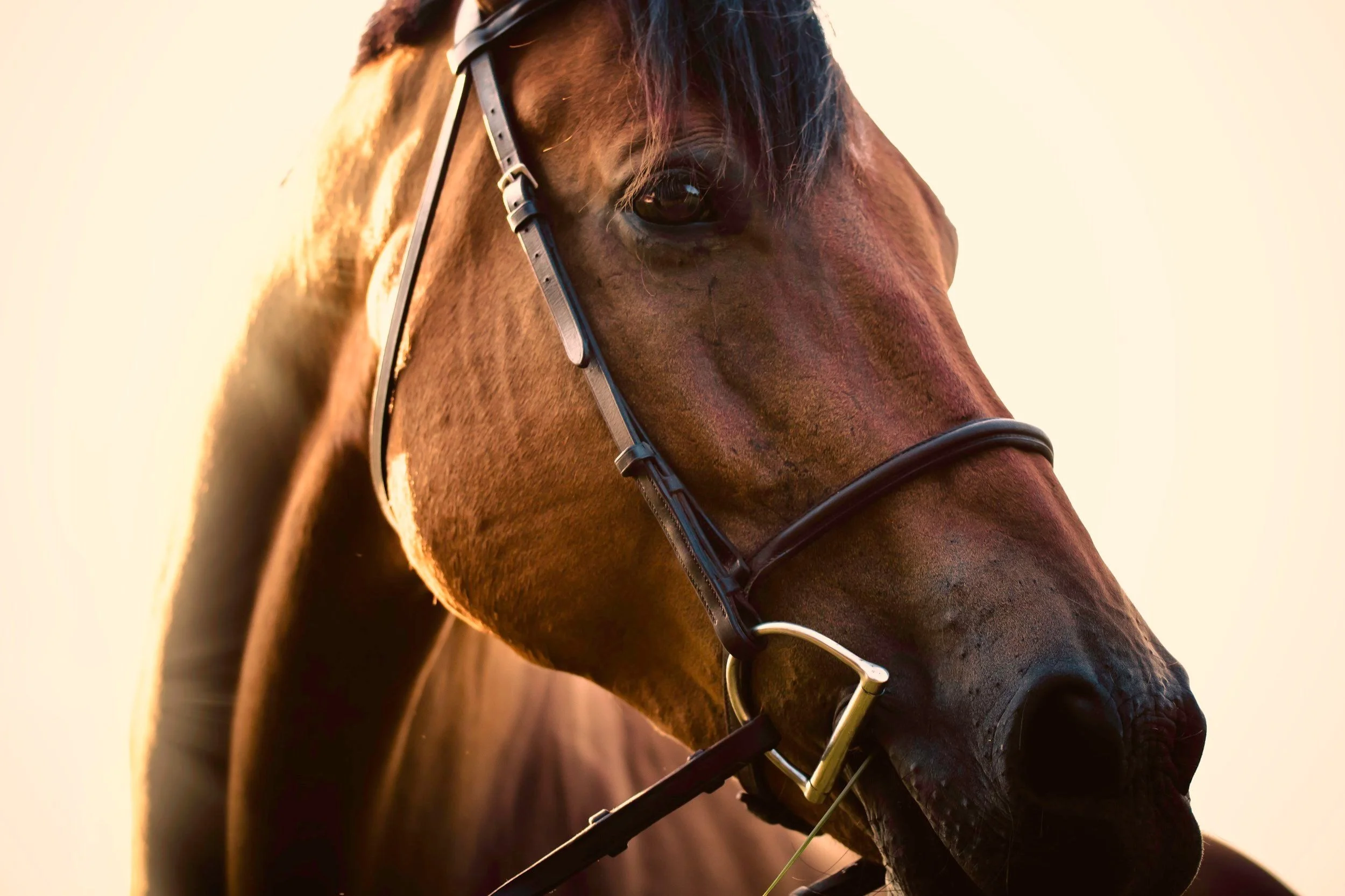 August 25 | Black Equestrian Summer Bash
