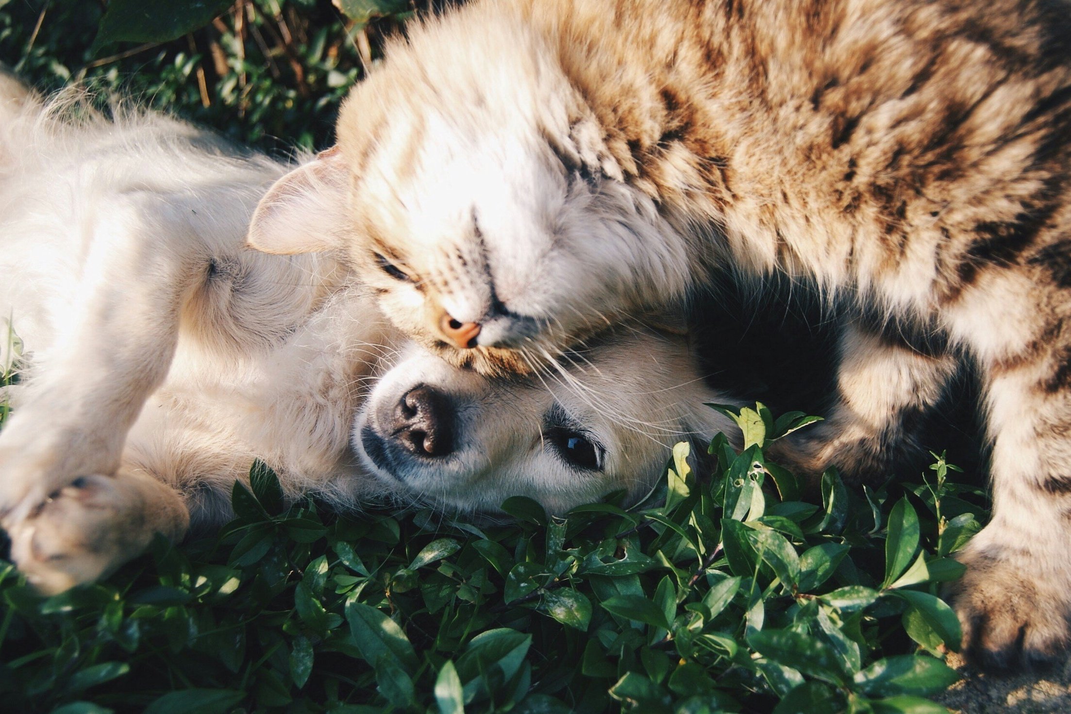 Oct 5 | Two Churches Hosting Blessings of the Animals