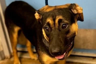 Short-Term Foster a Dog, Cat, or Small Animal!