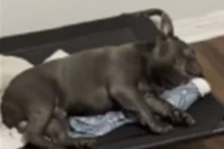 Stolen Dog | Franklin, 1-year-old, Dark Gray French Bulldog 