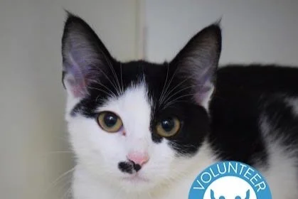 Adopt Me! Iris, a Domestic Shorthair Cat