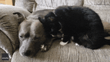 Oct 26 | Free Pet Vaccination Clinic in Ward 7