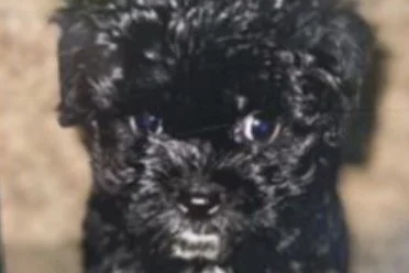 Wanted | Poodle Puppy Stolen in Northeast