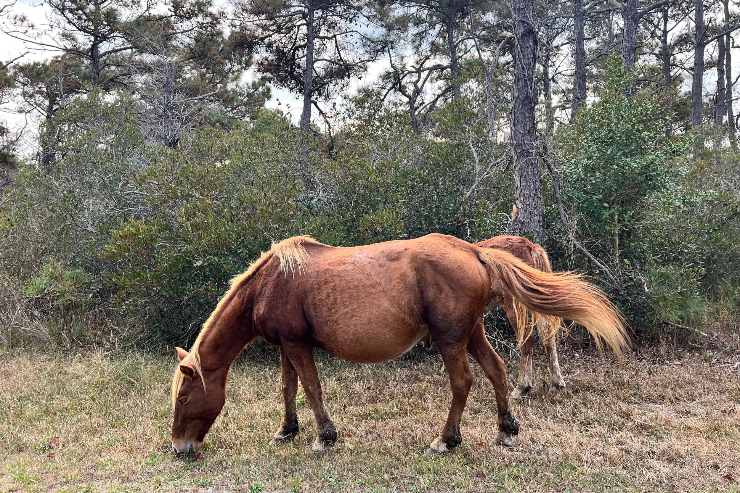 The Wild Horses of Assateague Island National Park