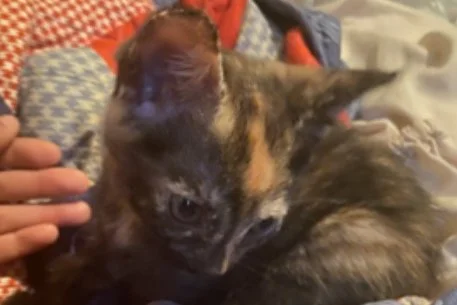 Help Find Tortoiseshell Kitten Stolen in Southeast Burglary 