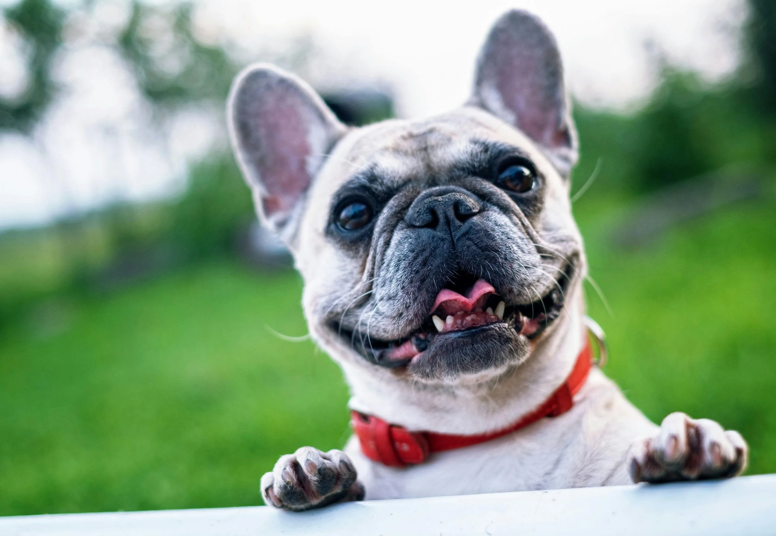 April 12 | Low-Cost Pet Vaccination Clinic 