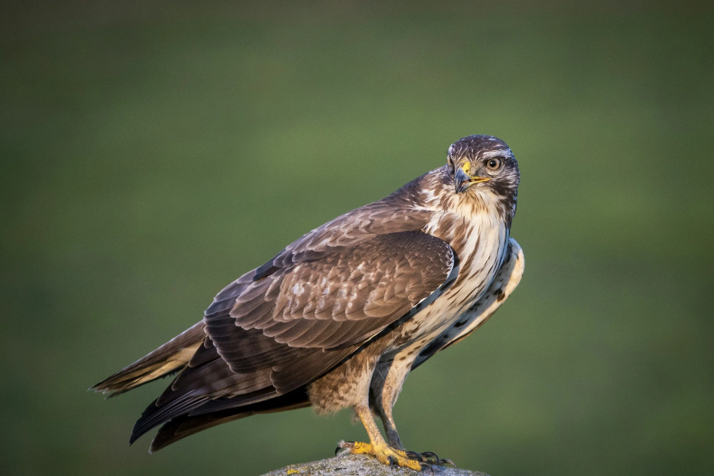 Now - April 18 | NatureFest in Anacostia Park 