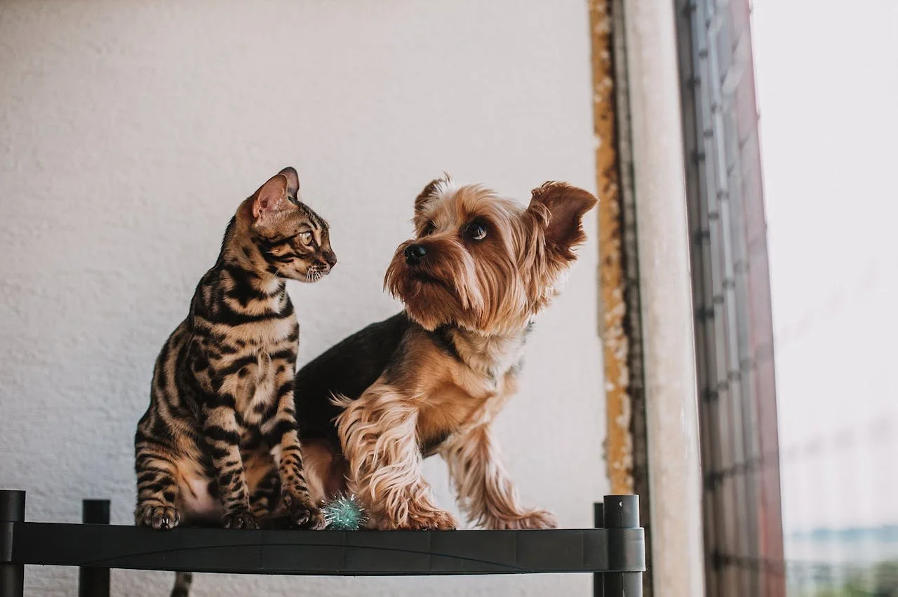 ⭐ Union Veterinary Clinic Offers Minimally Invasive Surgeries