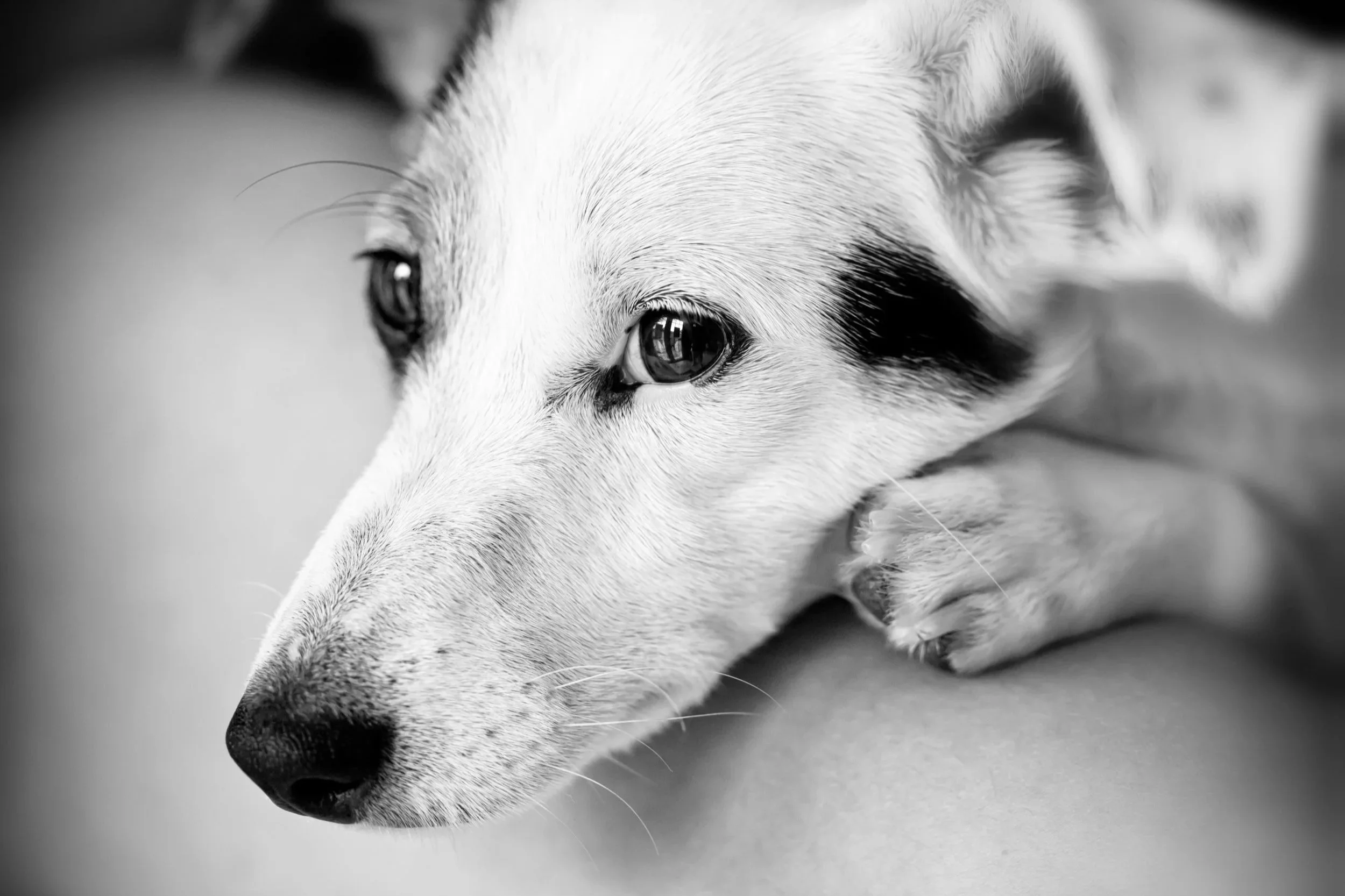 Testimony Requested for Pets in Housing Act