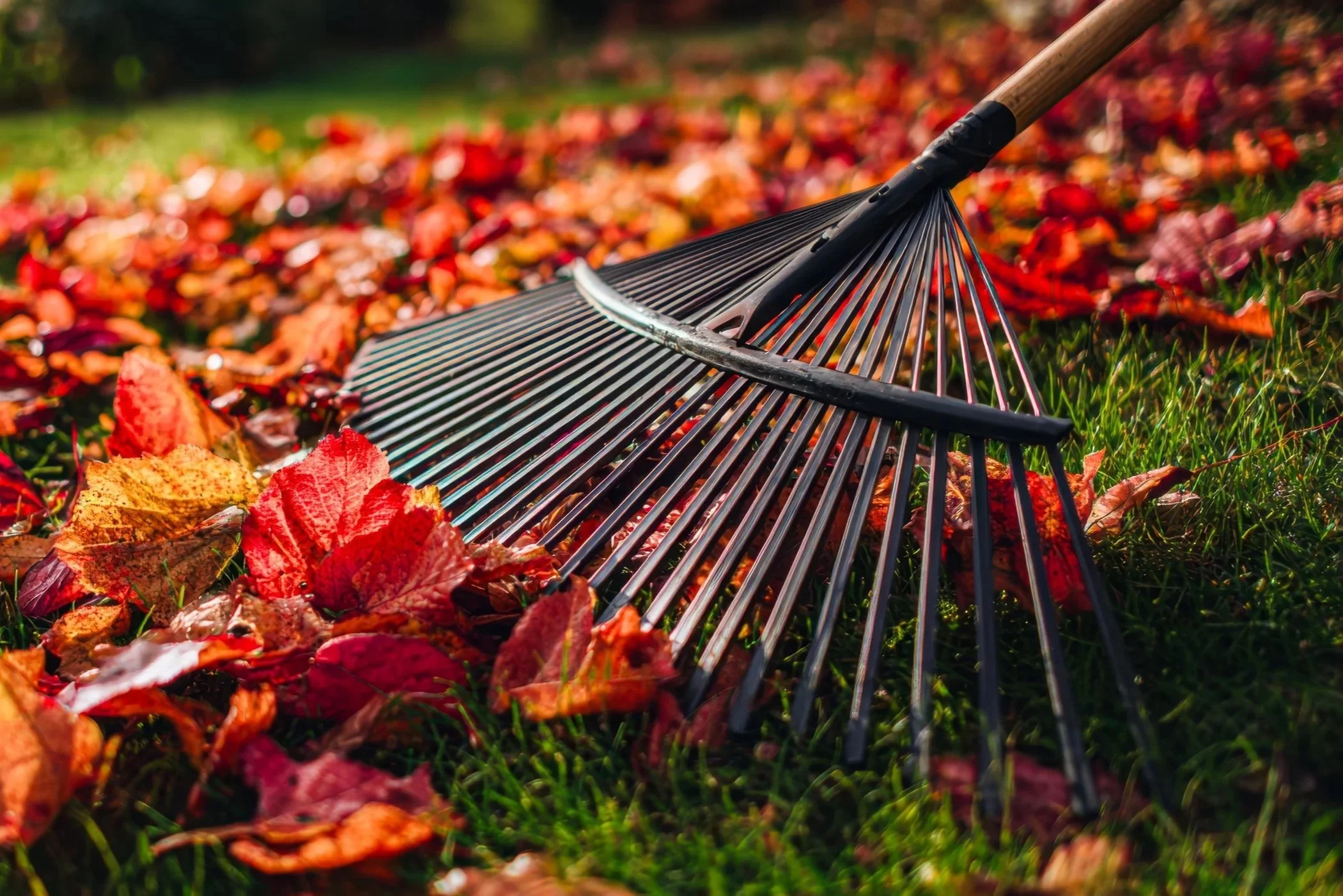 DC Leaf Collection Season Runs Nov 3 to Feb 2026