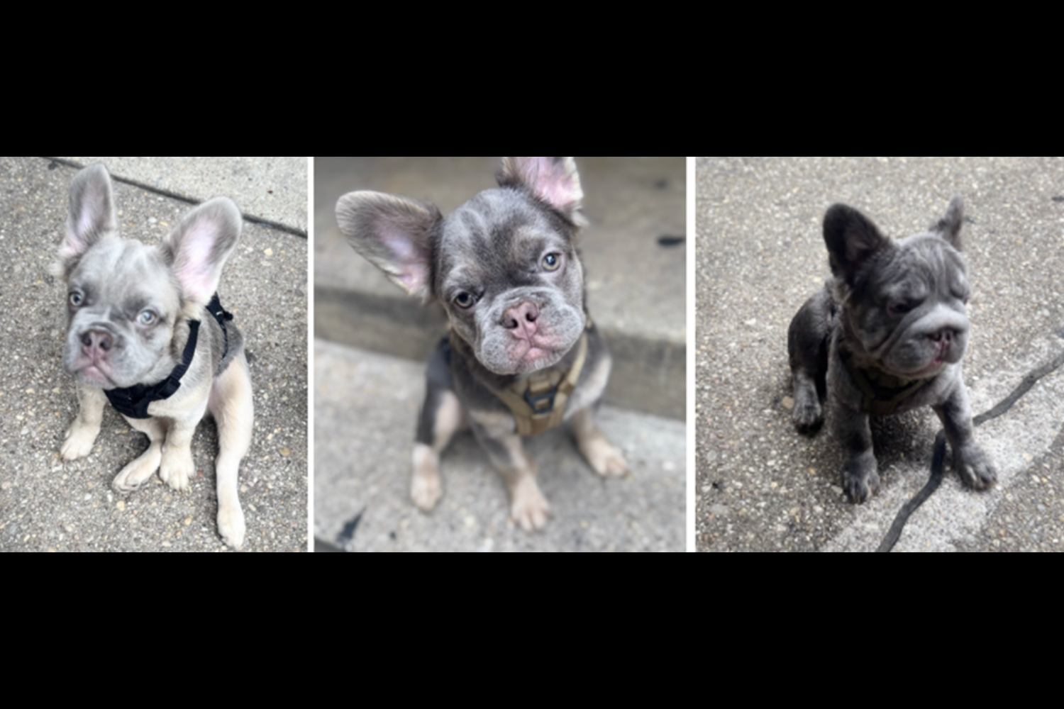 Help Wanted Locating Three Puppies Taken in Armed Burglary
