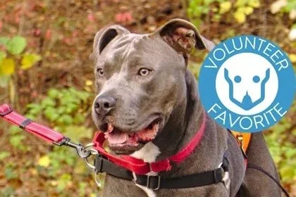 April 4 | Pawp-Up Adoption at Atlas Brew Works Bridge District
