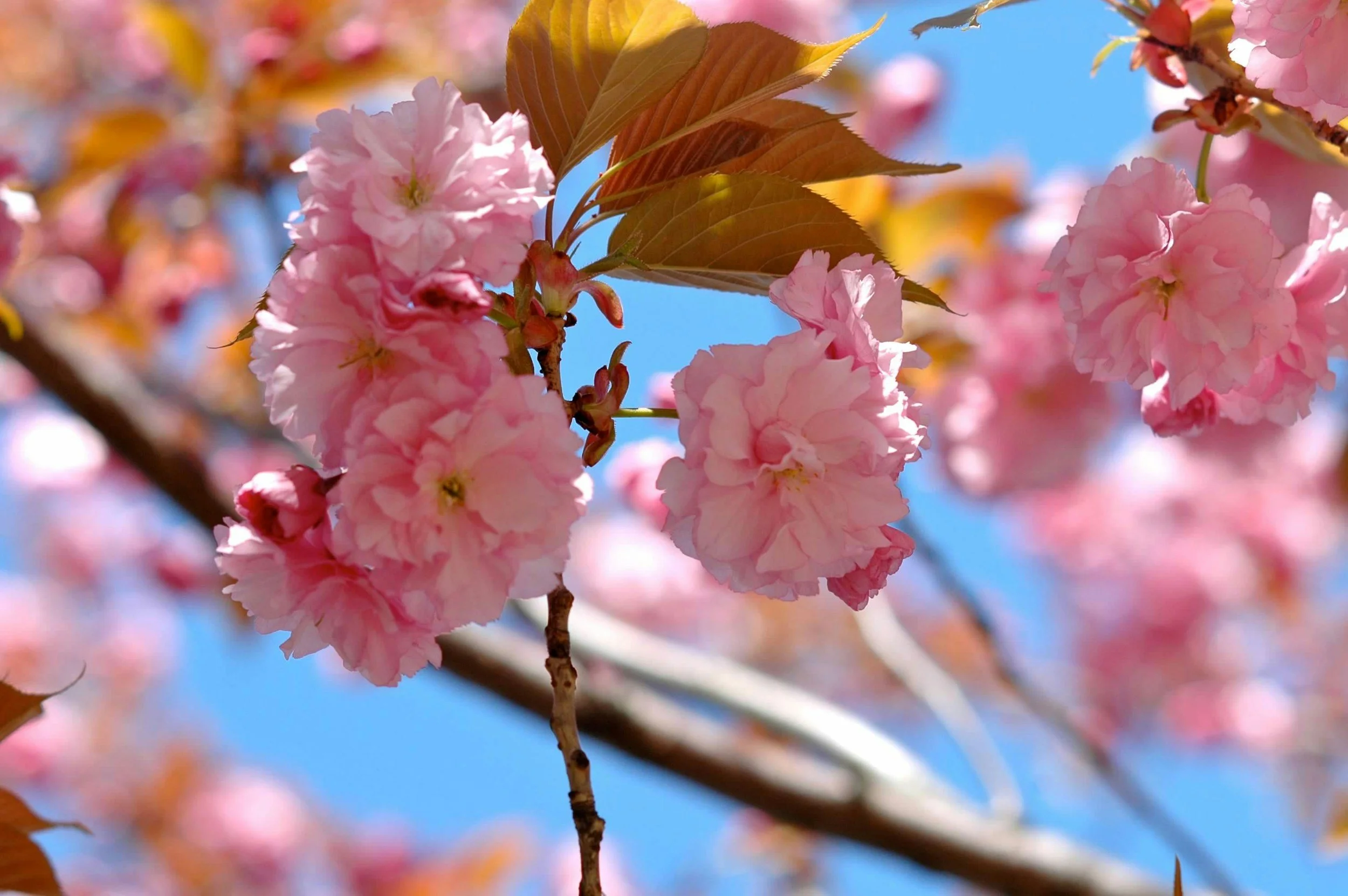 April 7–12 | Blossom Block Sound Sessions